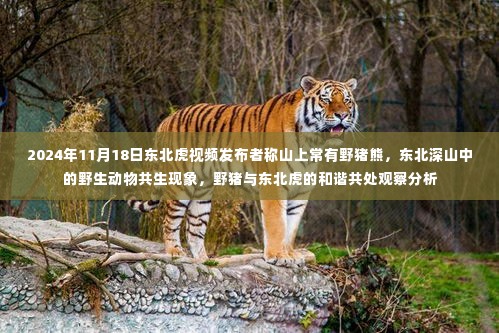 东北深山野生动物共生现象揭秘，野猪与东北虎和谐共处观察分析，视频揭示共生现象背后的故事