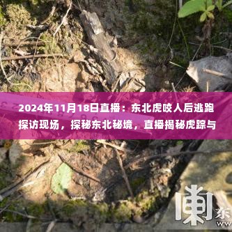 揭秘东北虎咬人事件与心灵之旅的双重奇迹,探访现场,探秘东北秘境直播回顾