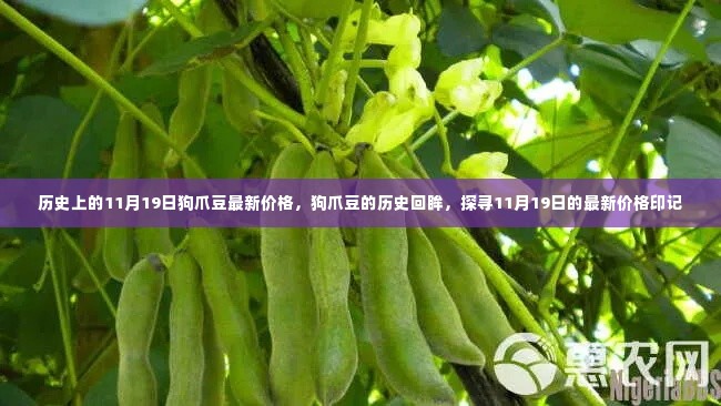 狗爪豆的历史回眸与最新价格印记,探寻11月19日的市场动态