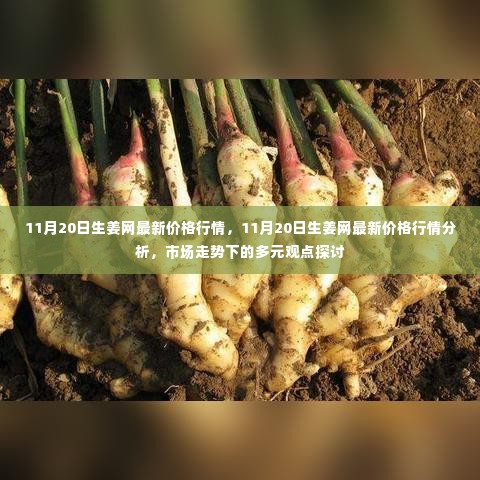 11月20日生姜网价格行情解析,市场走势与多元观点探讨