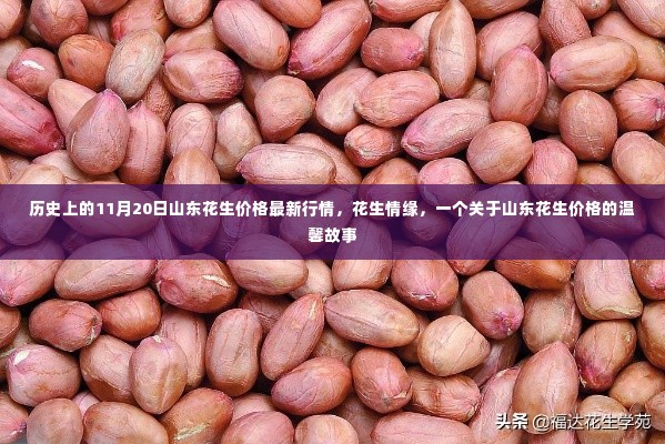 山东花生情缘,历史价格回顾与最新行情揭秘的温馨故事
