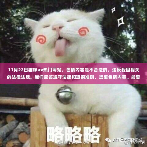 警惕涉黄网站,远离不良内容,关注猫咪健康与互联网正确使用指南