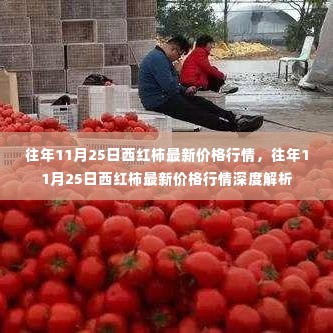 往年11月25日西红柿价格行情概览与深度解析