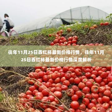 往年11月25日西红柿价格行情概览与深度解析