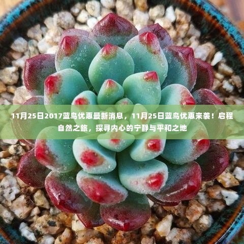 蓝鸟优惠来袭!启程探寻内心的宁静与平和之地