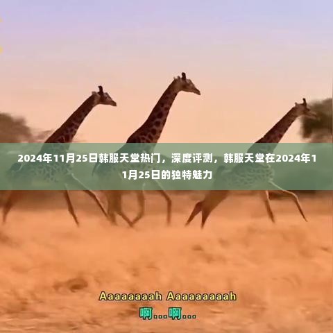 韩服天堂独特魅力深度评测,揭秘2024年11月25日的热门魅力