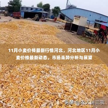 河北地区11月小麦价格行情分析与展望,最新动态与市场走势