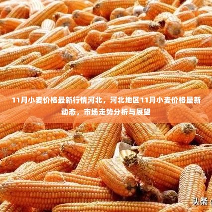 河北地区11月小麦价格行情分析与展望,最新动态与市场走势