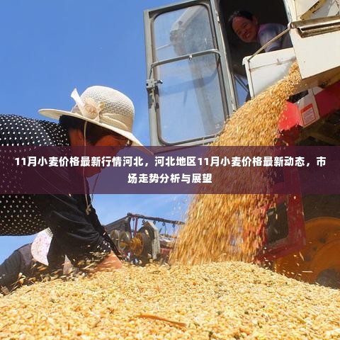 河北地区11月小麦价格行情分析与展望,最新动态与市场走势
