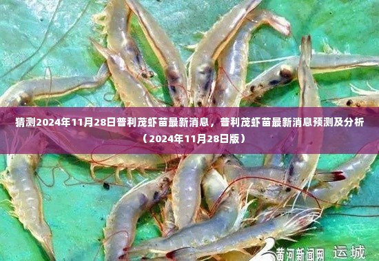 普利茂虾苗最新消息预测及分析,聚焦2024年11月28日的最新动态
