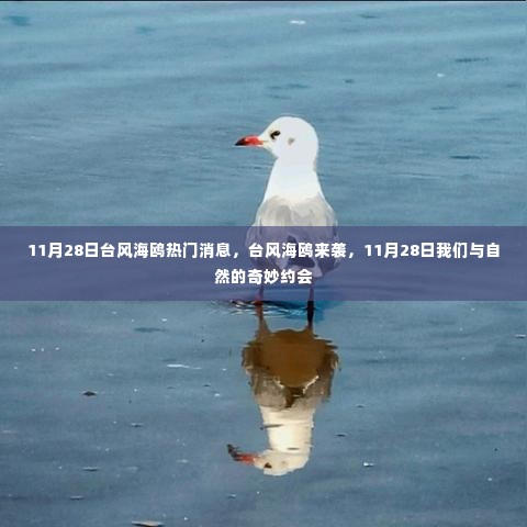 台风海鸥来袭,与自然的奇妙约会揭秘热门消息 11月28日动态