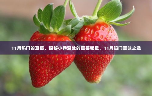 探秘草莓秘境,揭秘十一月热门美味之选
