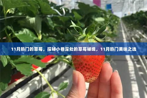 探秘草莓秘境,揭秘十一月热门美味之选