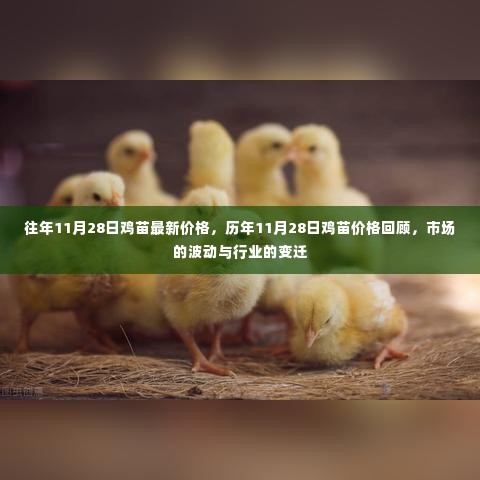 历年11月28日鸡苗价格回顾,市场波动与行业变迁的洞察