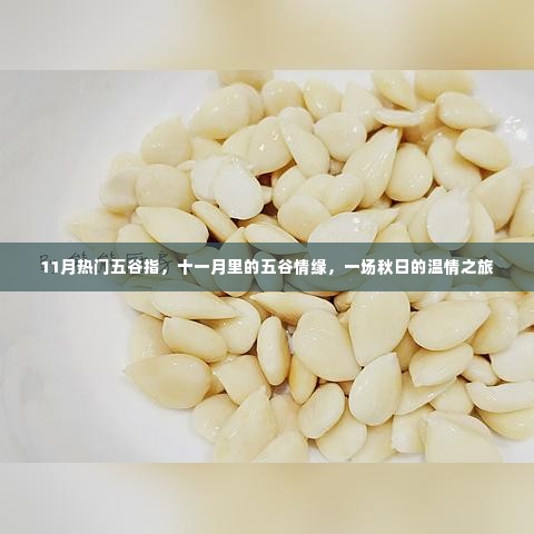 十一月热门五谷情缘,秋日温情之旅