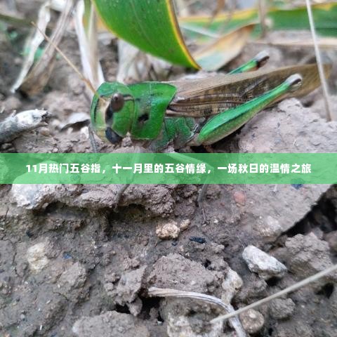 十一月热门五谷情缘,秋日温情之旅