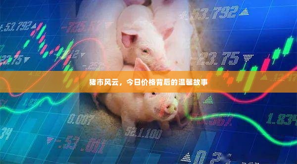 猪市风云背后的温馨故事,今日价格揭秘
