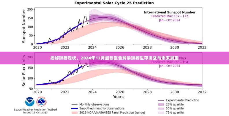 揭秘狮群现状,生存挑战与未来展望(最新报告解读,2024年12月)