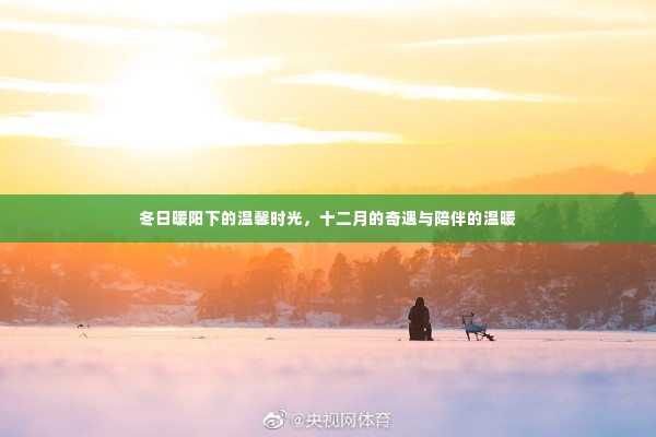 冬日暖阳下的温馨时光,十二月的奇遇与陪伴的暖意