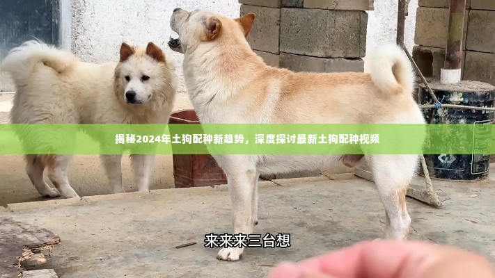 揭秘,2024年土狗配种新趋势深度探讨与最新视频解析