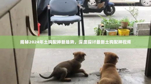 揭秘,2024年土狗配种新趋势深度探讨与最新视频解析