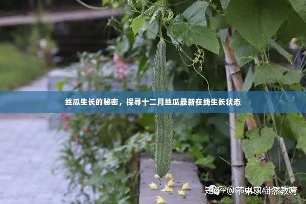 探寻十二月丝瓜生长的秘密,最新在线生长状态解析