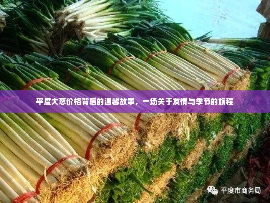 平度大葱背后的温情故事,友情与季节的交织旅程
