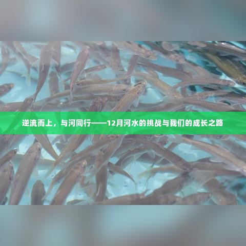 逆流而上,与河共舞——面对十二月河水挑战的成长之旅