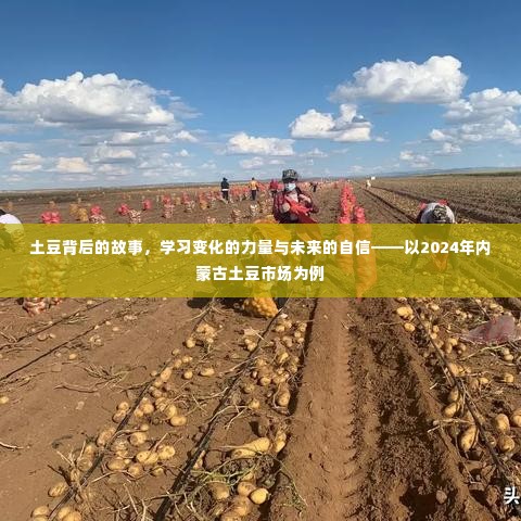 土豆背后的故事,探寻变化力量,展望内蒙古市场未来自信之旅(2024年)