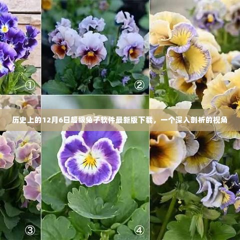 花香鸟语 第4页