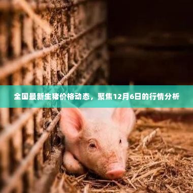 全国最新生猪价格动态解析,聚焦行情分析,洞悉市场趋势(12月6日)
