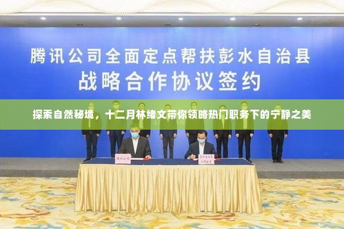 林绪文带你探索十二月自然秘境,领略宁静之美