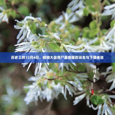 植物大战僵尸最新版诞生记，下载体验与历史上的12月6日回顾