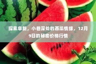 阜新探秘,小巷西瓜情缘与12月9日秘密价格行情