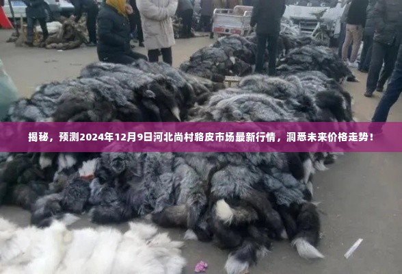 揭秘，预测2024年12月9日河北尚村貉皮市场最新行情，洞悉未来价格走势！