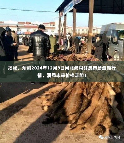 揭秘,预测2024年12月9日河北尚村貉皮市场最新行情,洞悉未来价格走势!
