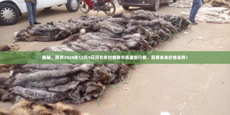 揭秘,预测2024年12月9日河北尚村貉皮市场最新行情,洞悉未来价格走势!
