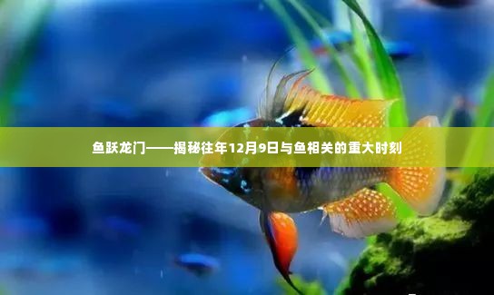 鱼跃龙门,历年12月9日与鱼共舞的重大时刻揭秘