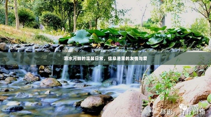 泗水河畔信息港的温馨友情与爱