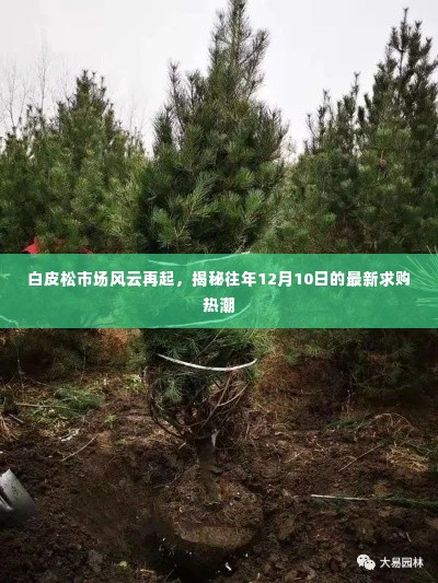 白皮松市场风云再起,揭秘最新求购热潮背后的故事