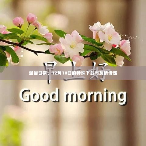 温馨日常,特殊下载与友情传递的温暖篇章(12月10日)