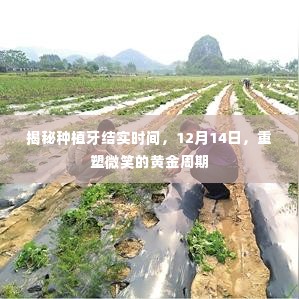 揭秘种植牙结实时间,重塑微笑的黄金周期在12月14日开启!