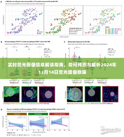 实时荧光图像信息解读指南,预测与解析未来荧光图像数据(针对2024年12月14日)