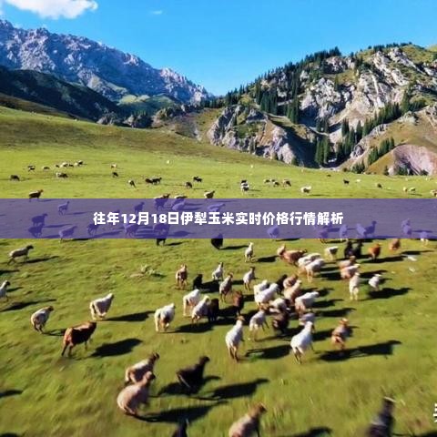 伊犁玉米实时价格行情解析,历年12月18日深度剖析
