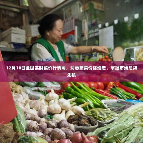 全国蔬菜实时行情网,洞悉价格动态,掌握市场先机