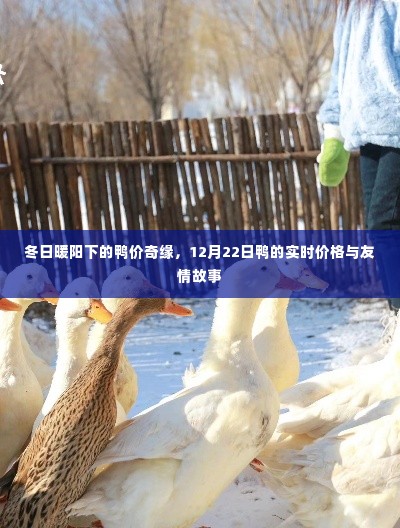 冬日暖阳下的鸭价奇缘,实时鸭价与友情故事的交织