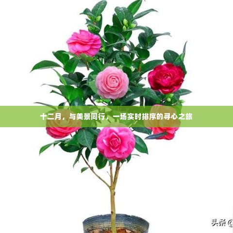 十二月寻心之旅,与美景同行,实时排序的探险之旅