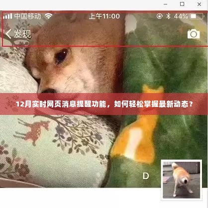 掌握最新动态,12月实时网页消息提醒功能详解