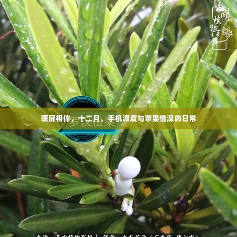 暖屏相伴,手机温度与苹果情深的日常时光