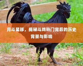 月斗星移之下，斗鸡热背后的历史背景与影响揭秘